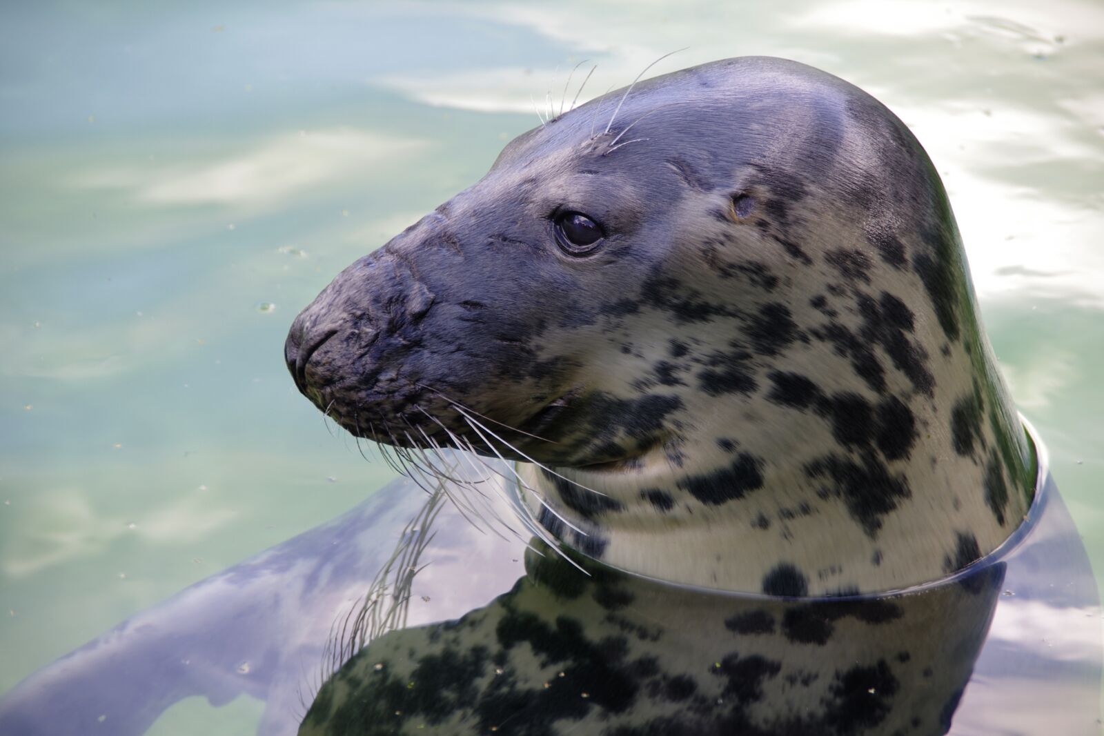 Pentax K-5 sample photo. Gray seal, tallinn zoo photography