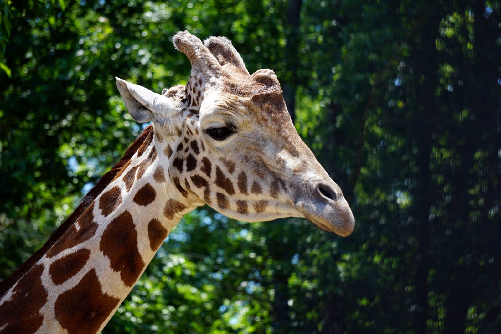 Sony E 55-210mm F4.5-6.3 OSS sample photo. Giraffe, animal, mammal photography