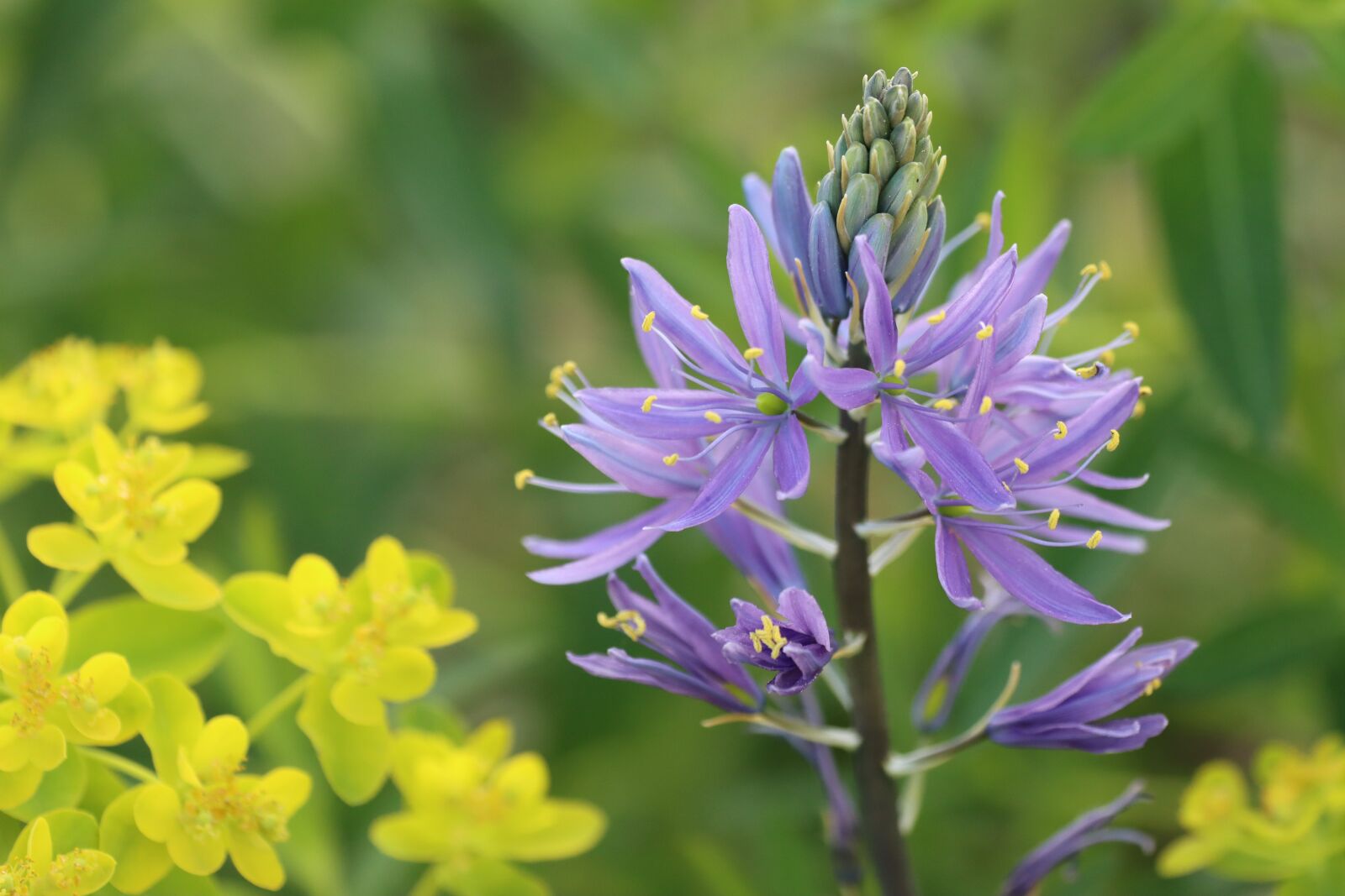 Canon EOS 90D sample photo. Flowers, blue, violet photography