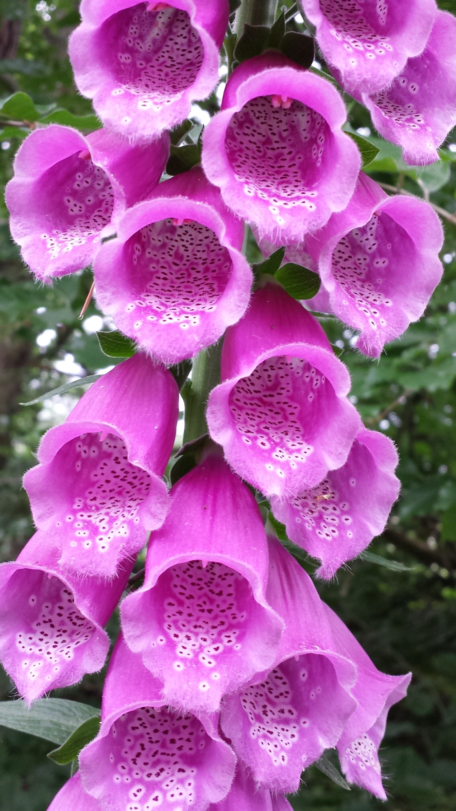 Samsung Galaxy S4 sample photo. Thimble, pink, summer photography