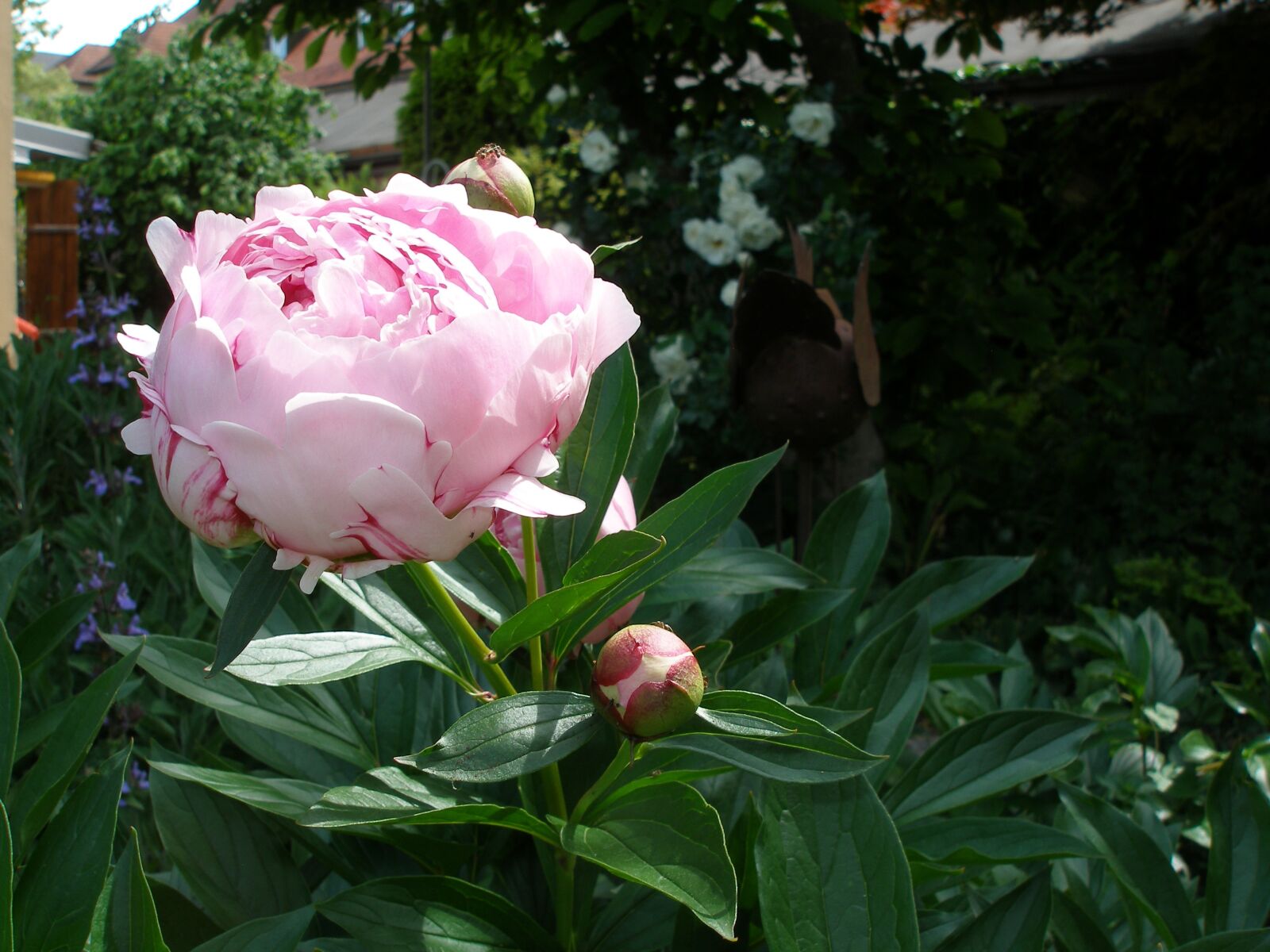 Olympus SP350 sample photo. Flowers, paeonie, pentecost photography