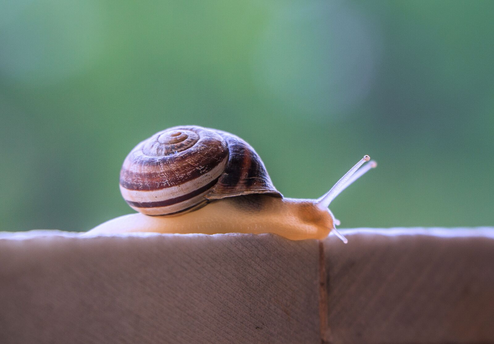 Sony a6000 + Sony E PZ 18-105mm F4 G OSS sample photo. Snail, gastropod, molluscum photography