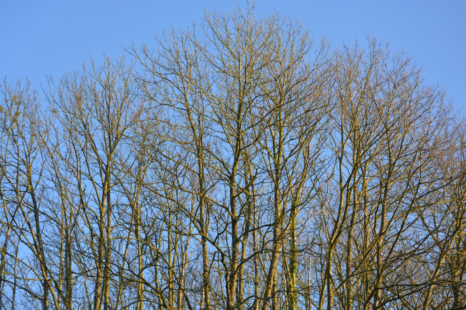 Nikon D5200 sample photo. Trees, buds, branches trees photography