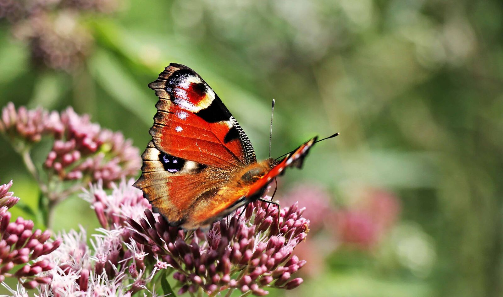 Canon EOS 550D (EOS Rebel T2i / EOS Kiss X4) sample photo. Flower, garden, butterfly, insect photography