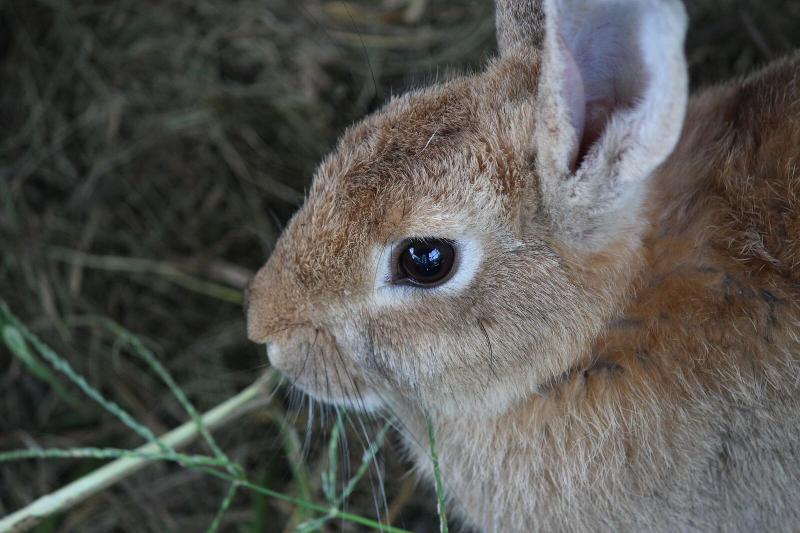 Canon EOS 100D (EOS Rebel SL1 / EOS Kiss X7) sample photo. Rabbit, animal, cute photography