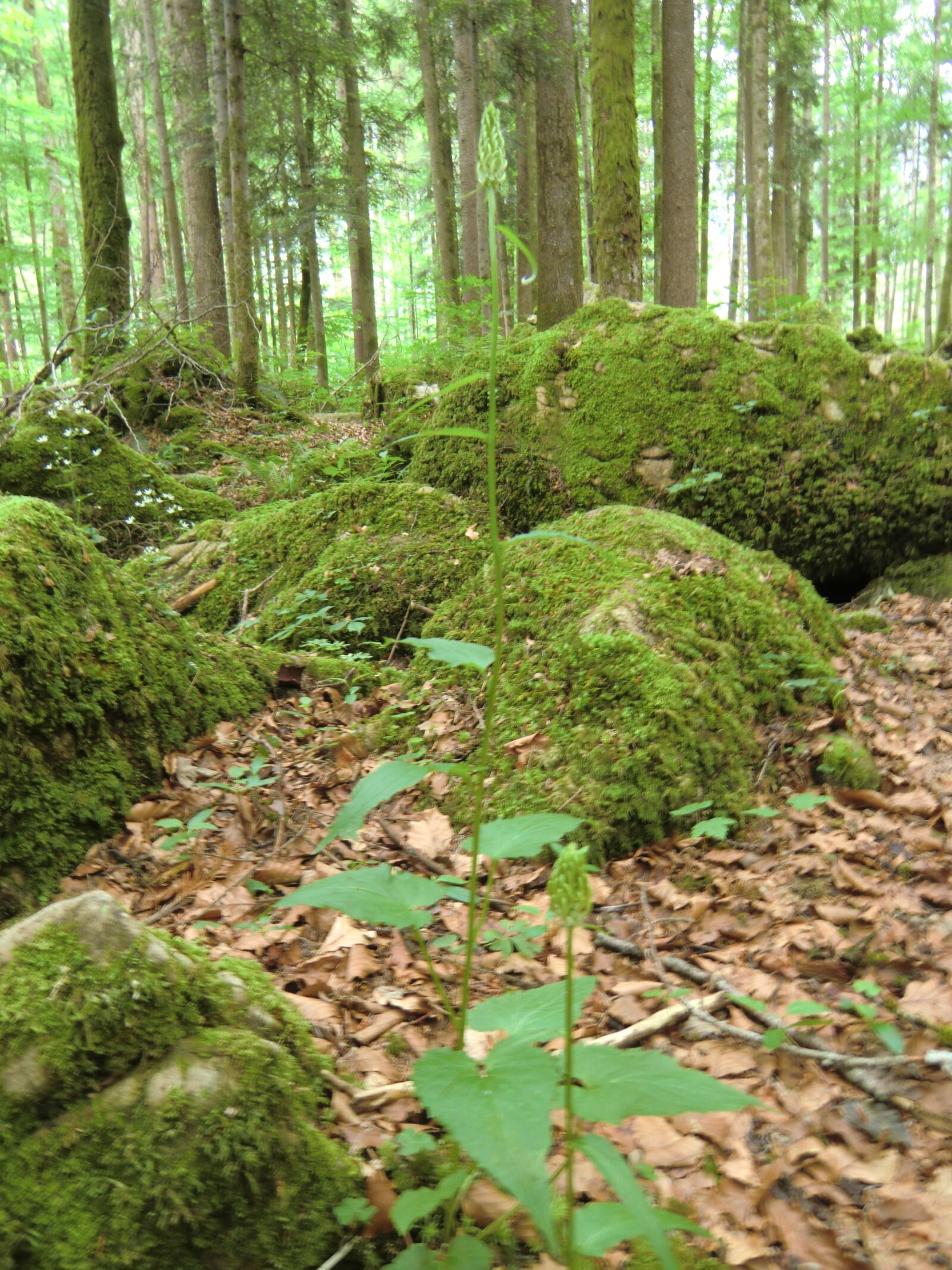 CASIO EX-H15 sample photo. Forest, peaking, plant power photography