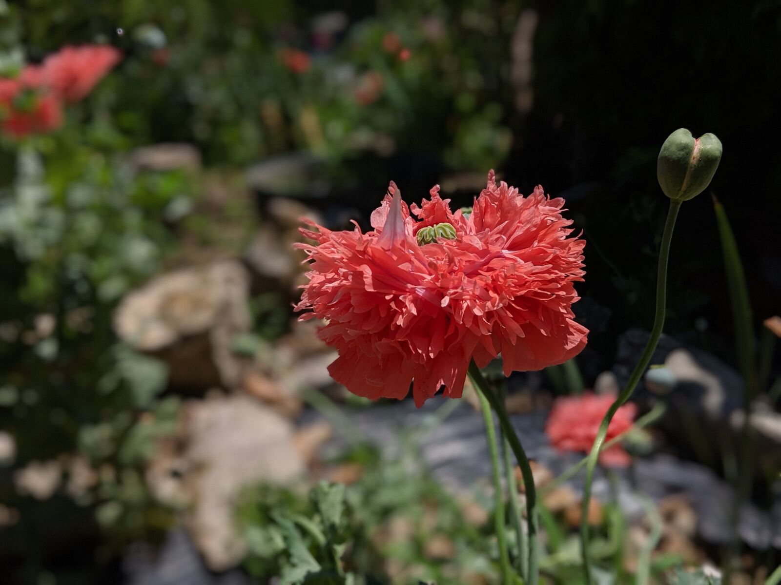 Google Pixel 2 sample photo. Flower, summer, spring photography