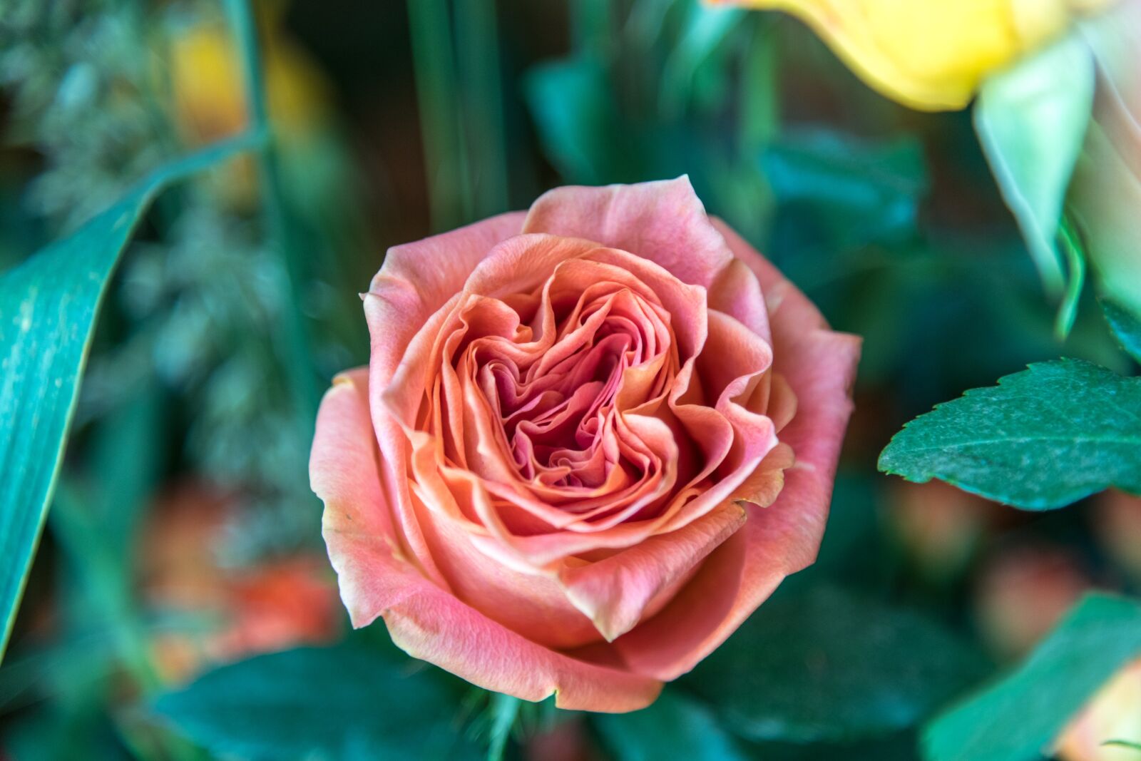 Nikon D850 sample photo. Rose, roses, flower photography