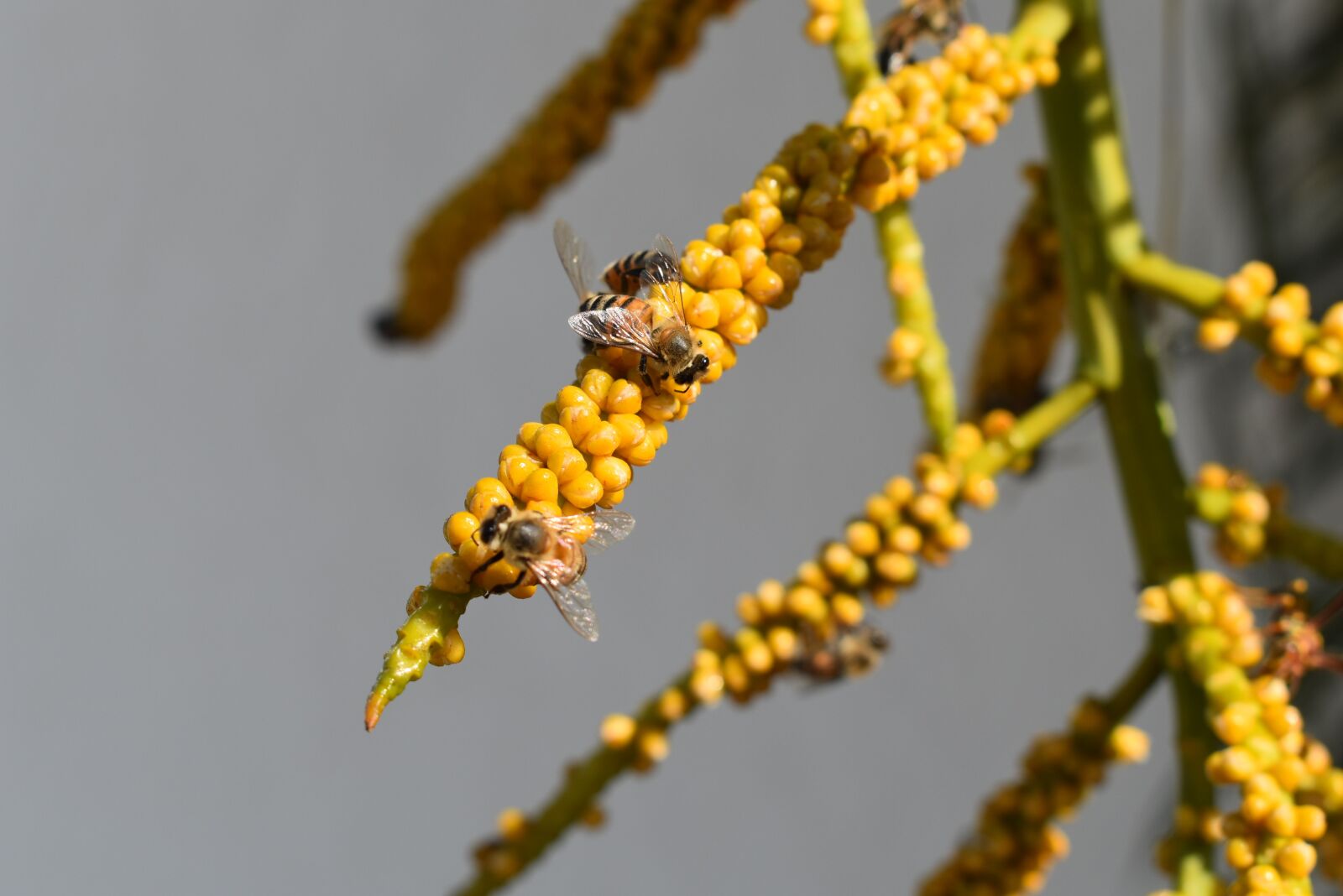 Nikon D5600 sample photo. Bees, wasps, insect photography