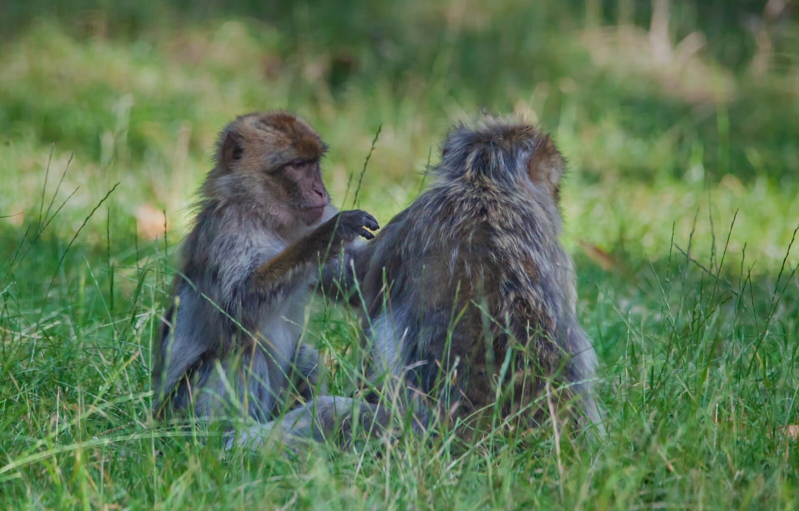 150-600mm F5-6.3 DG OS HSM | Contemporary 015 sample photo. Barbary macaque, barbary, macaques photography