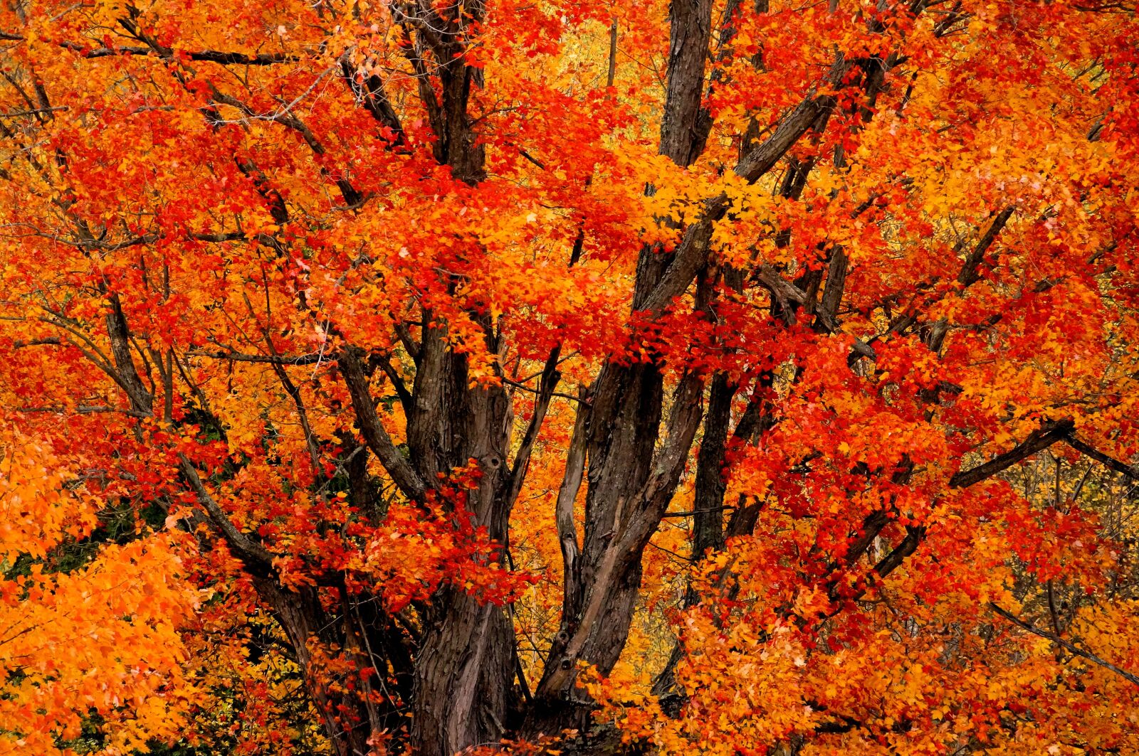 Sony E 18-200mm F3.5-6.3 OSS sample photo. Tree, leaves, fall photography