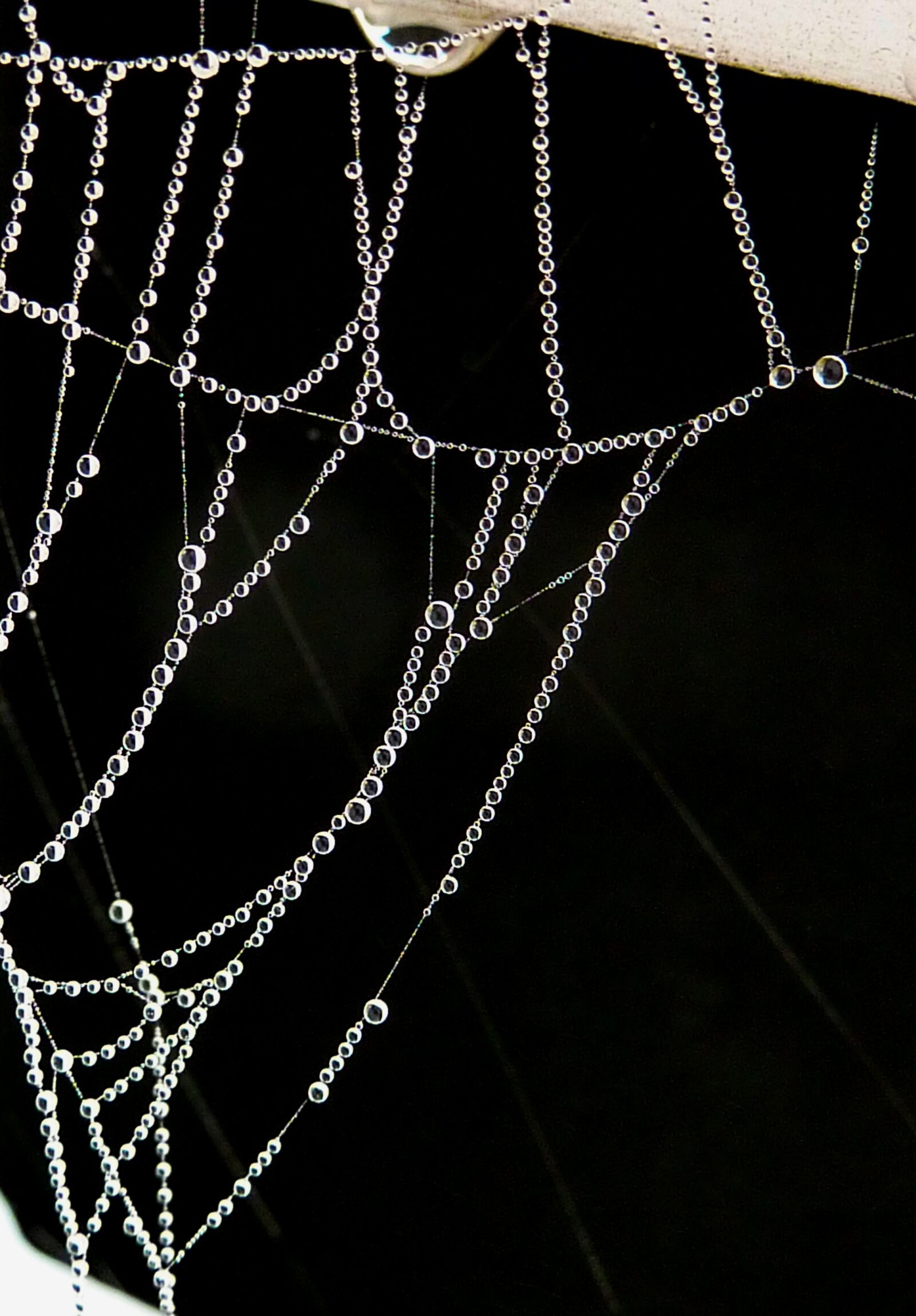 Panasonic DMC-TZ7 sample photo. Indian summer, filigree, autumn photography