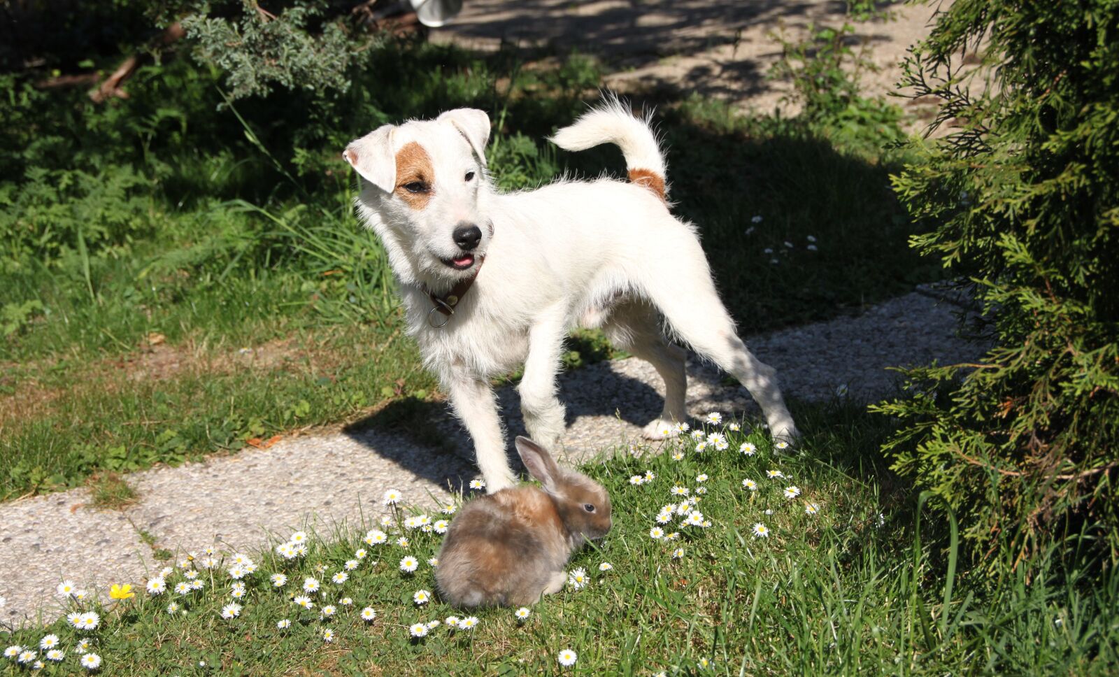 Canon EOS 500D (EOS Rebel T1i / EOS Kiss X3) sample photo. Parson russell terrier, dog photography