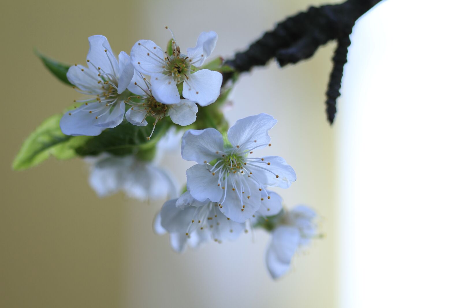 Canon EOS 7D sample photo. Spring, flowers, macro photography