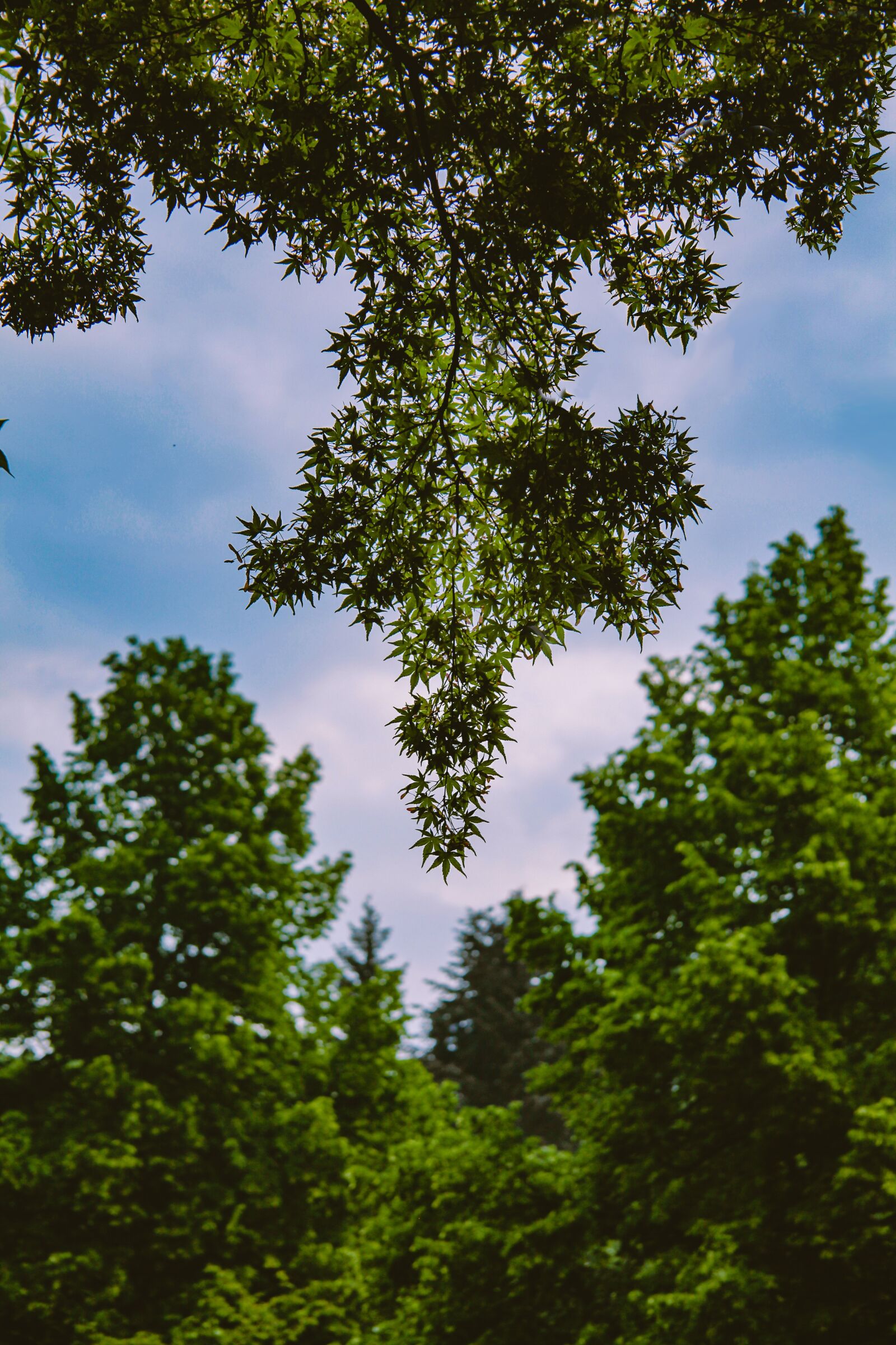 Tamron AF 28-300mm F3.5-6.3 XR Di VC LD Aspherical (IF) Macro sample photo. Tree, green, the top photography