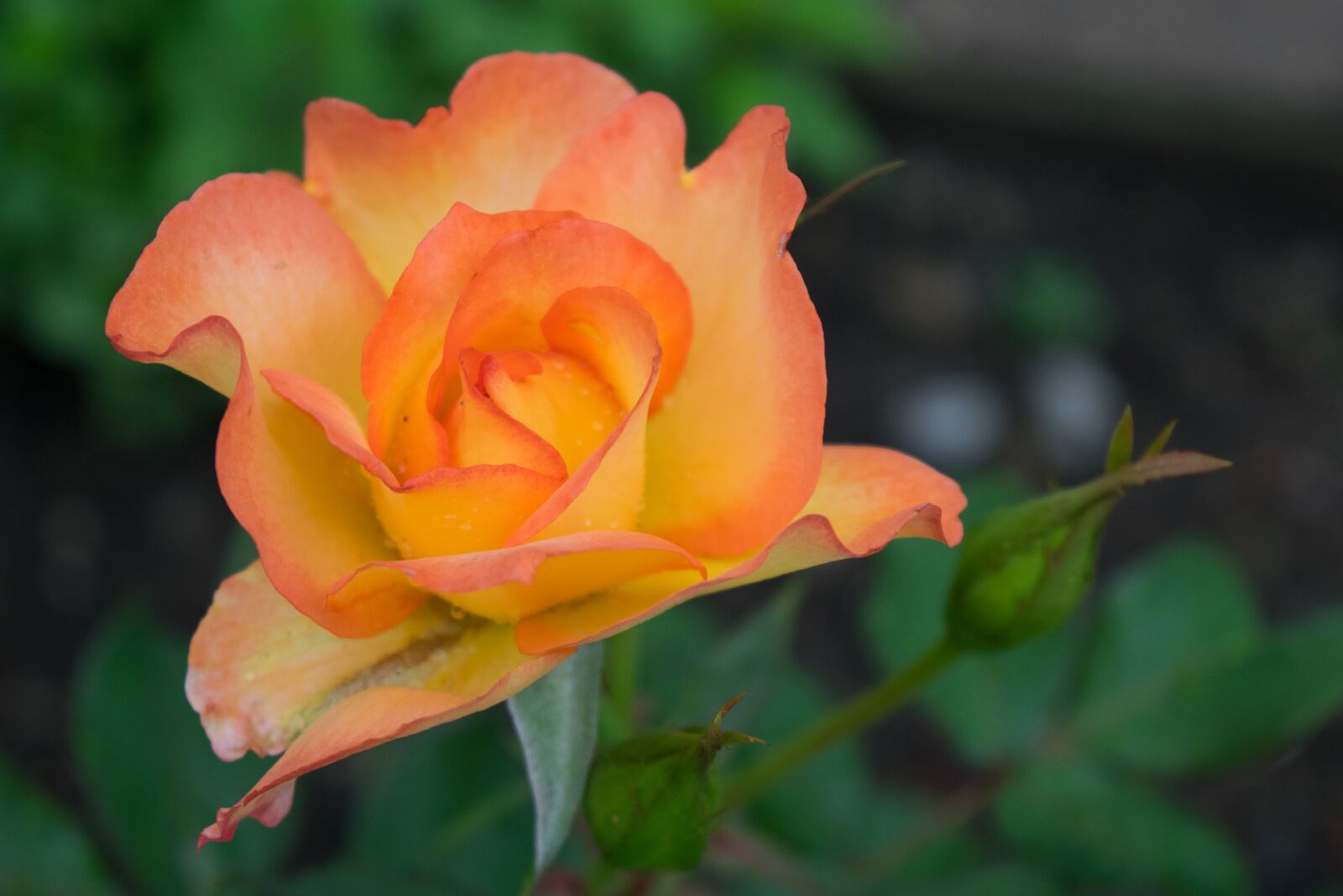 Nikon D3300 sample photo. Rose, flower, blossom photography