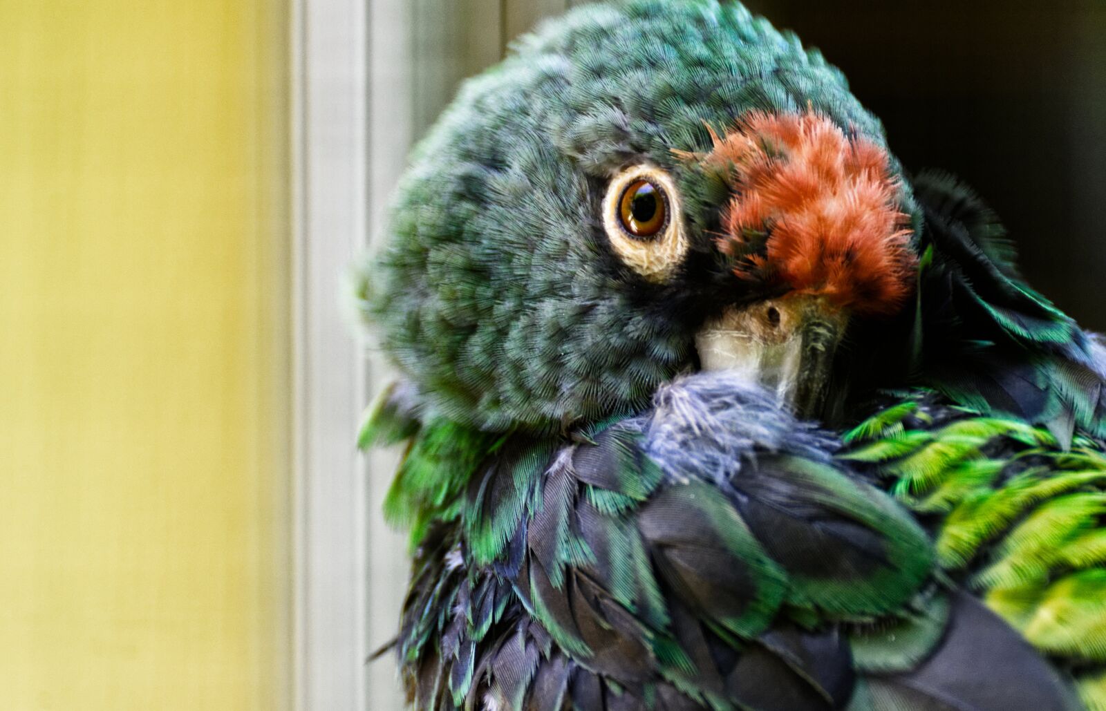 Nikon D7200 sample photo. Parrot, bird, plumage photography