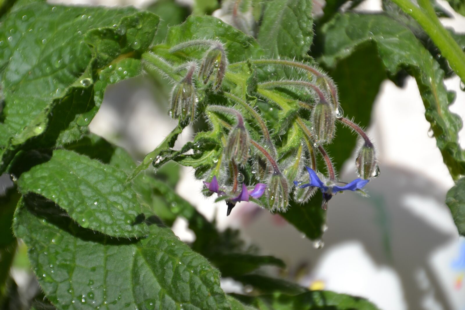 Nikon D3100 sample photo. Plant, borage, nature photography
