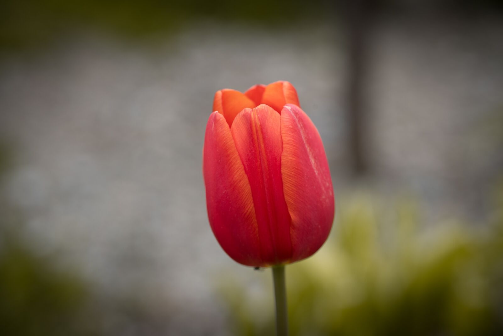 Nikon D750 sample photo. Tulip, flower, blossom photography