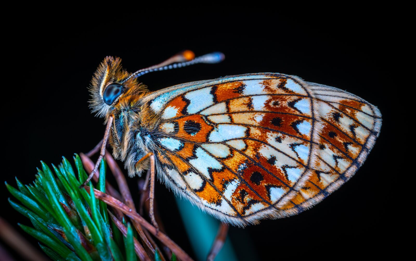 Sony a7R II sample photo. Macro, insect, bespozvonochnoe photography