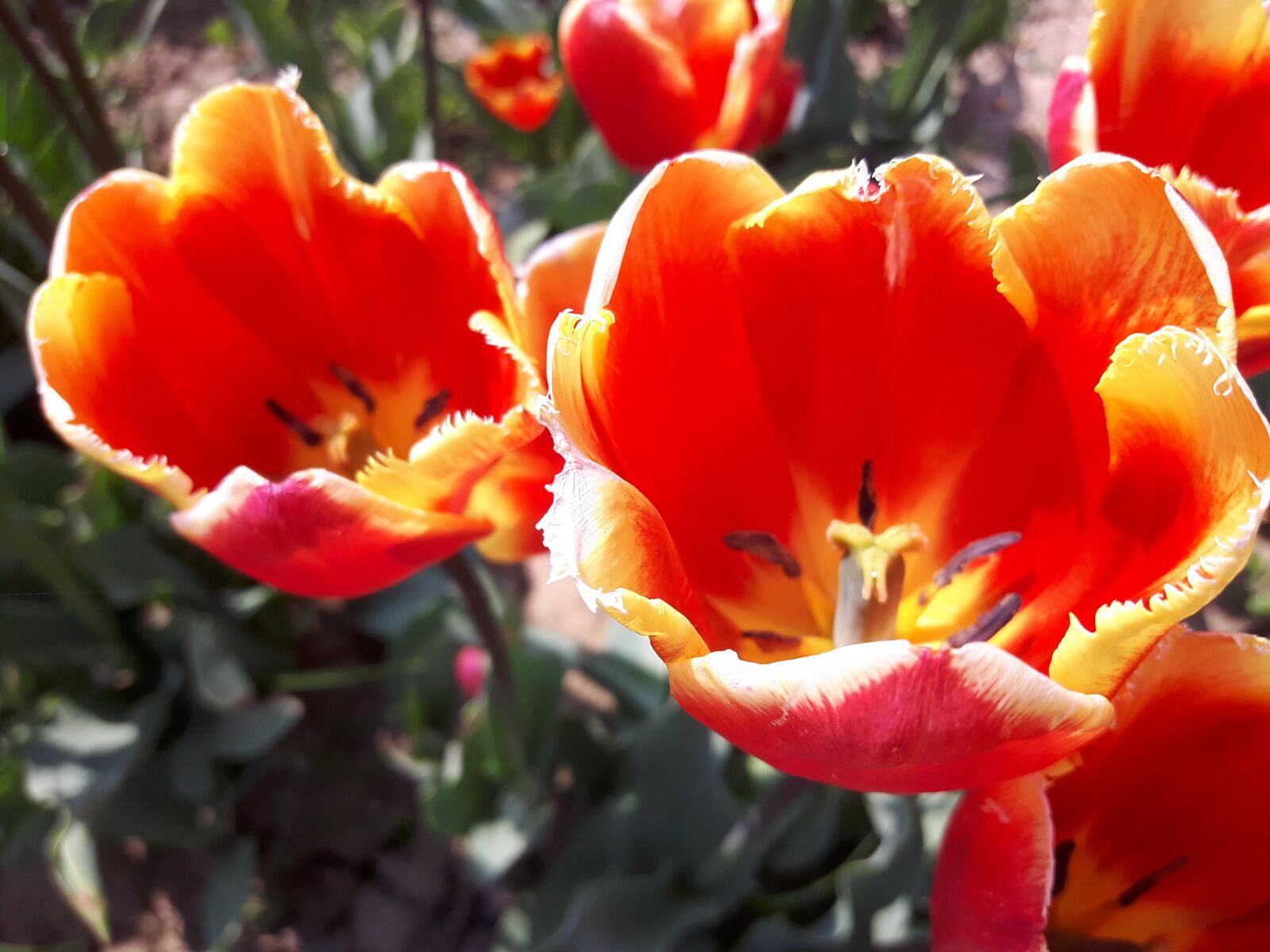 Samsung Galaxy A8 sample photo. Tulips, type, yellow photography