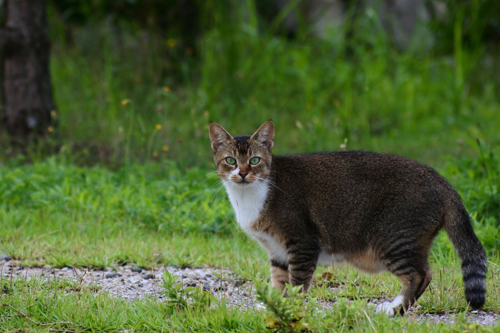 VR 70-300mm f/4.5-6.3G sample photo. Animal, park, walk photography
