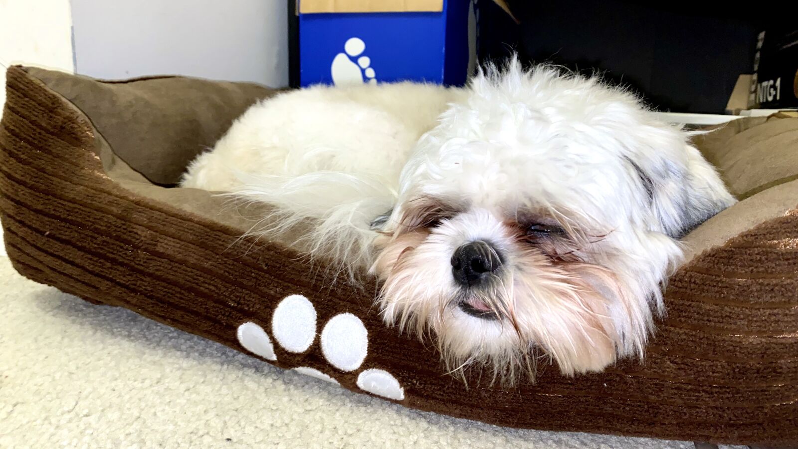 Apple iPhone 11 Pro Max sample photo. Dog, shih tzu, sleep photography