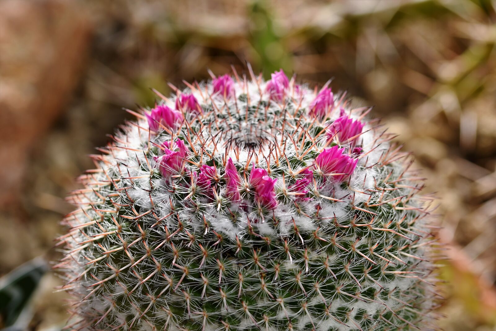 Nikon D7200 sample photo. Cactus, cactus blossom, blossom photography