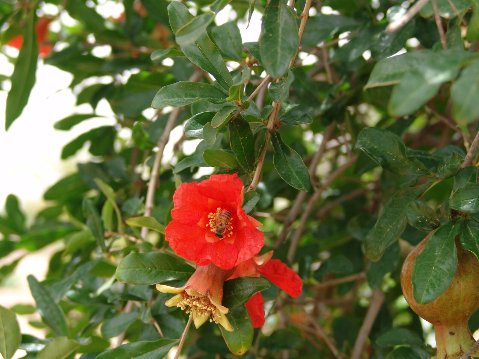 Sony DSC-F828 sample photo. Meeting, bee, pomegranate blossom photography
