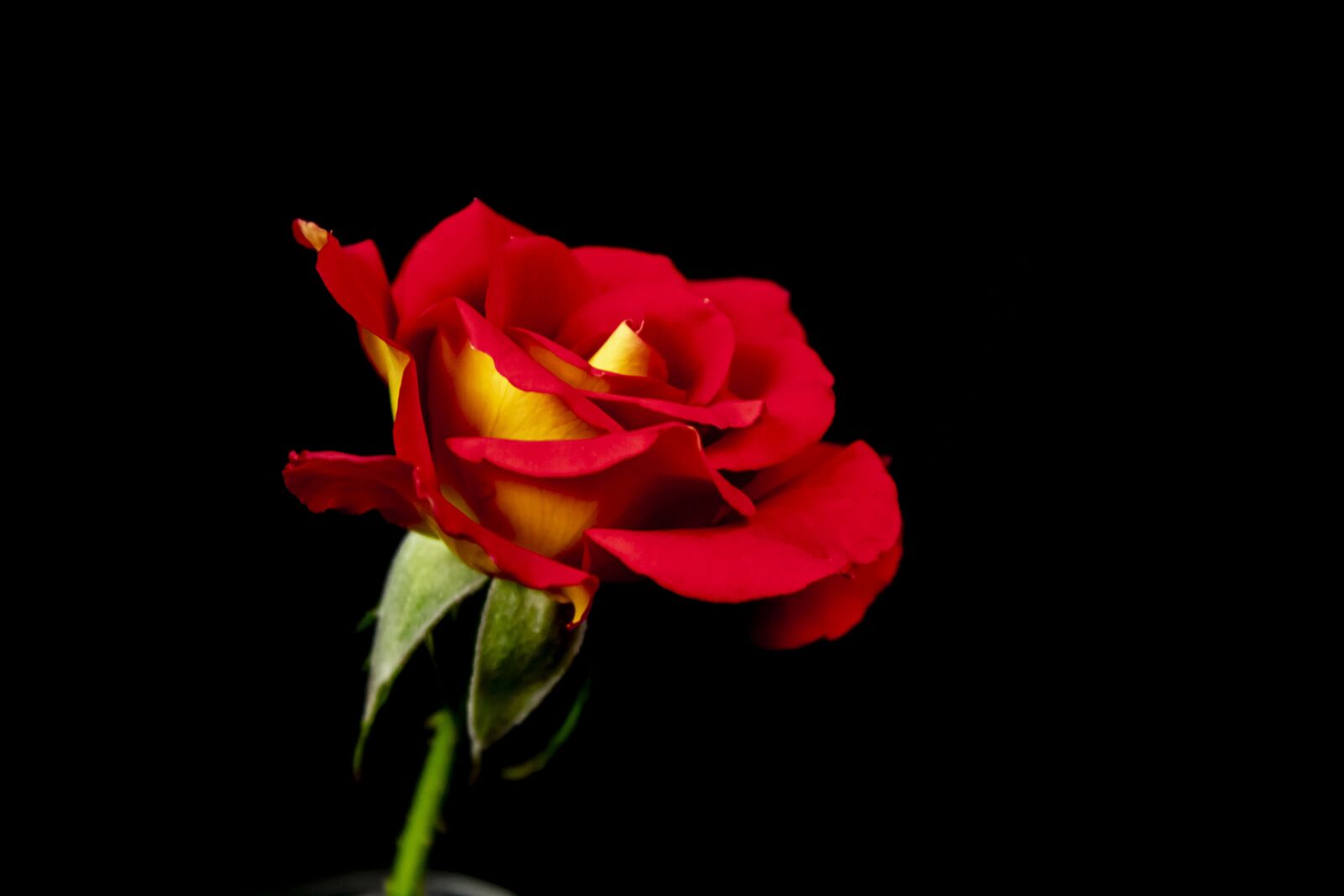 Canon EOS 1300D (EOS Rebel T6 / EOS Kiss X80) sample photo. Rose, flower, love photography