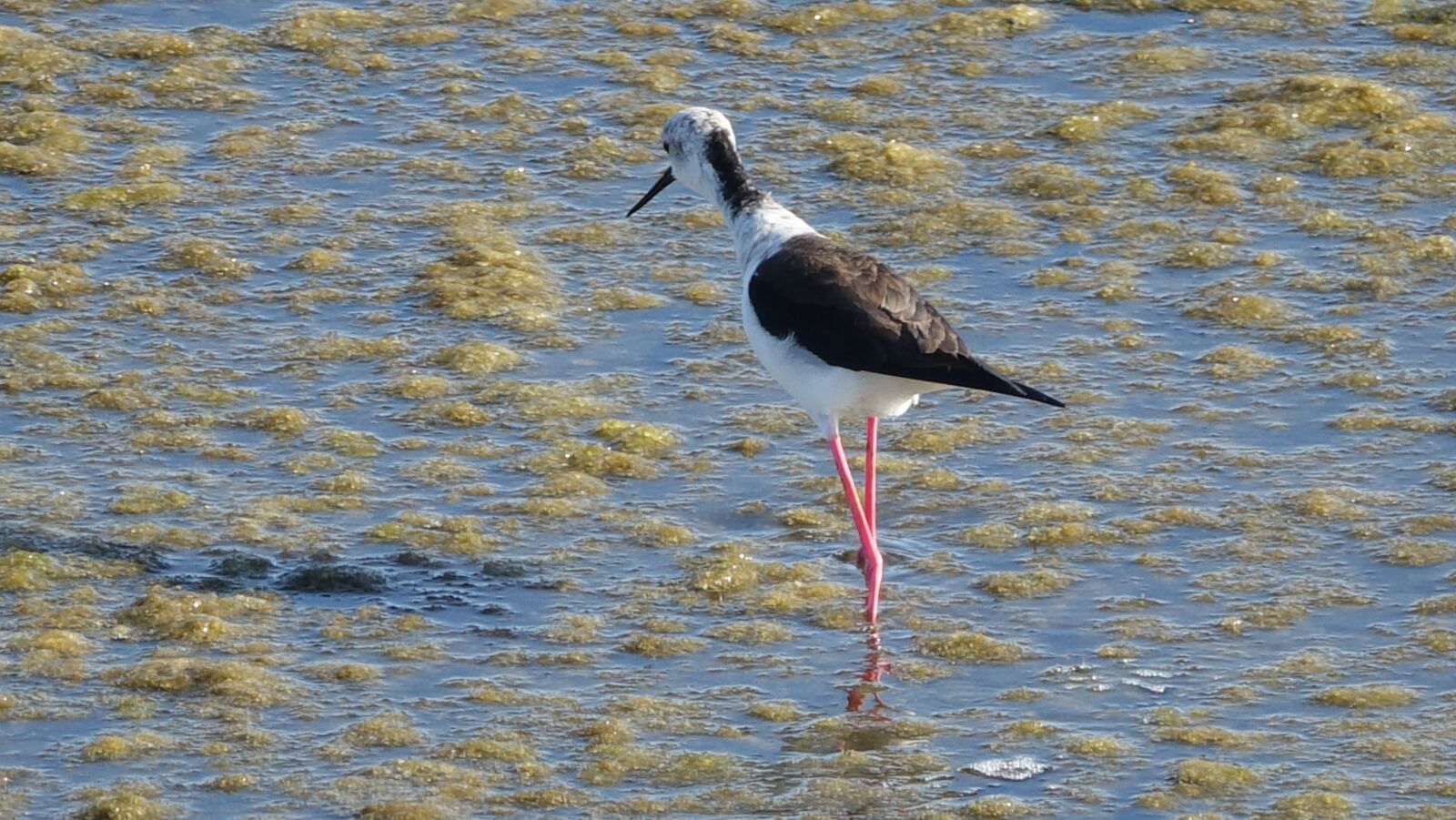 Sony Cyber-shot DSC-RX10 III sample photo. Black-winged stilt, sea photography