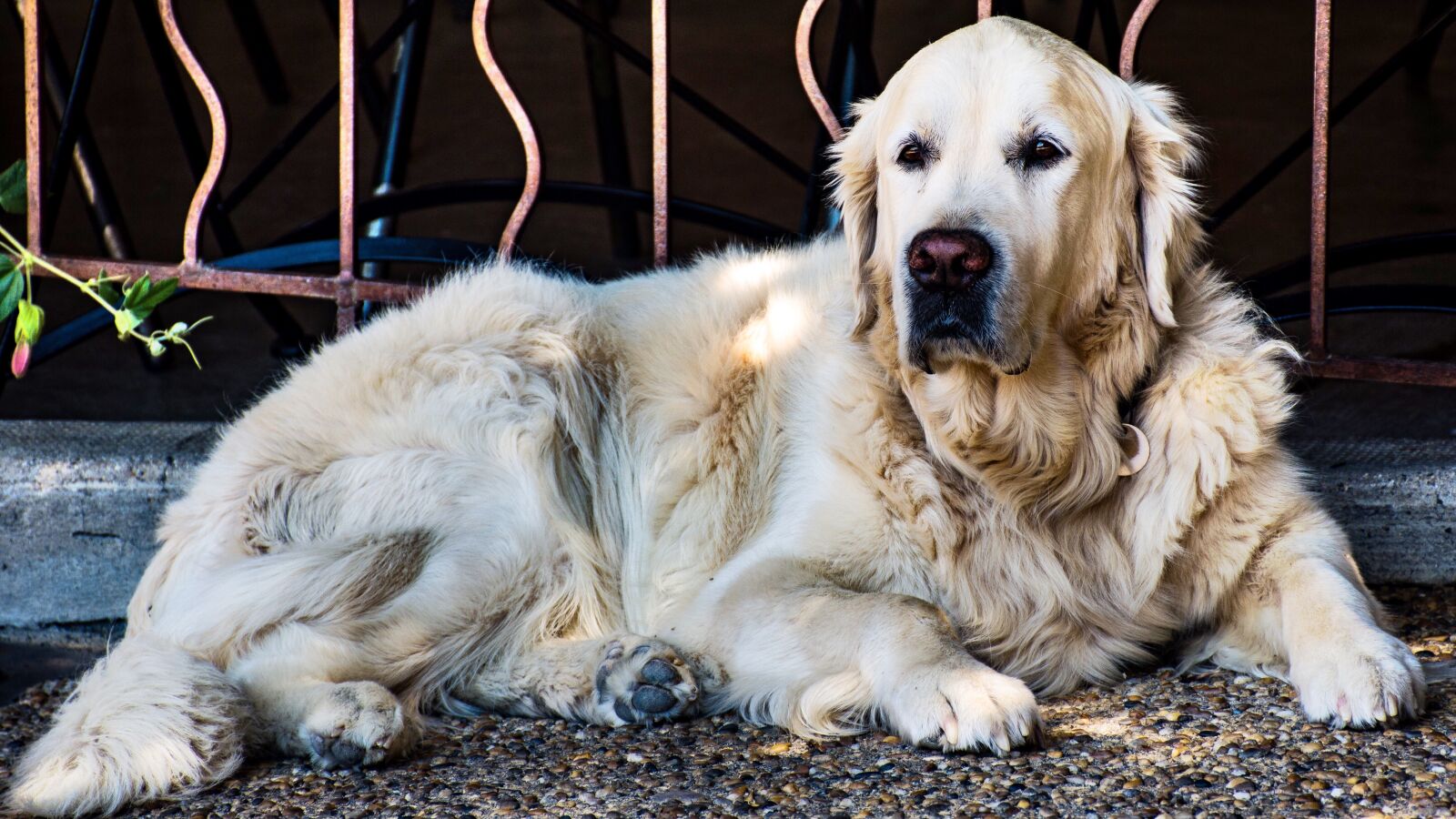 Nikon D5600 sample photo. Golden retriever, dog, canine photography