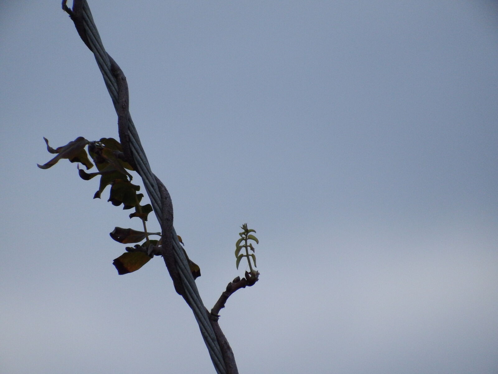 Fujifilm FinePix S1 sample photo. Plant, theme, minimalism photography