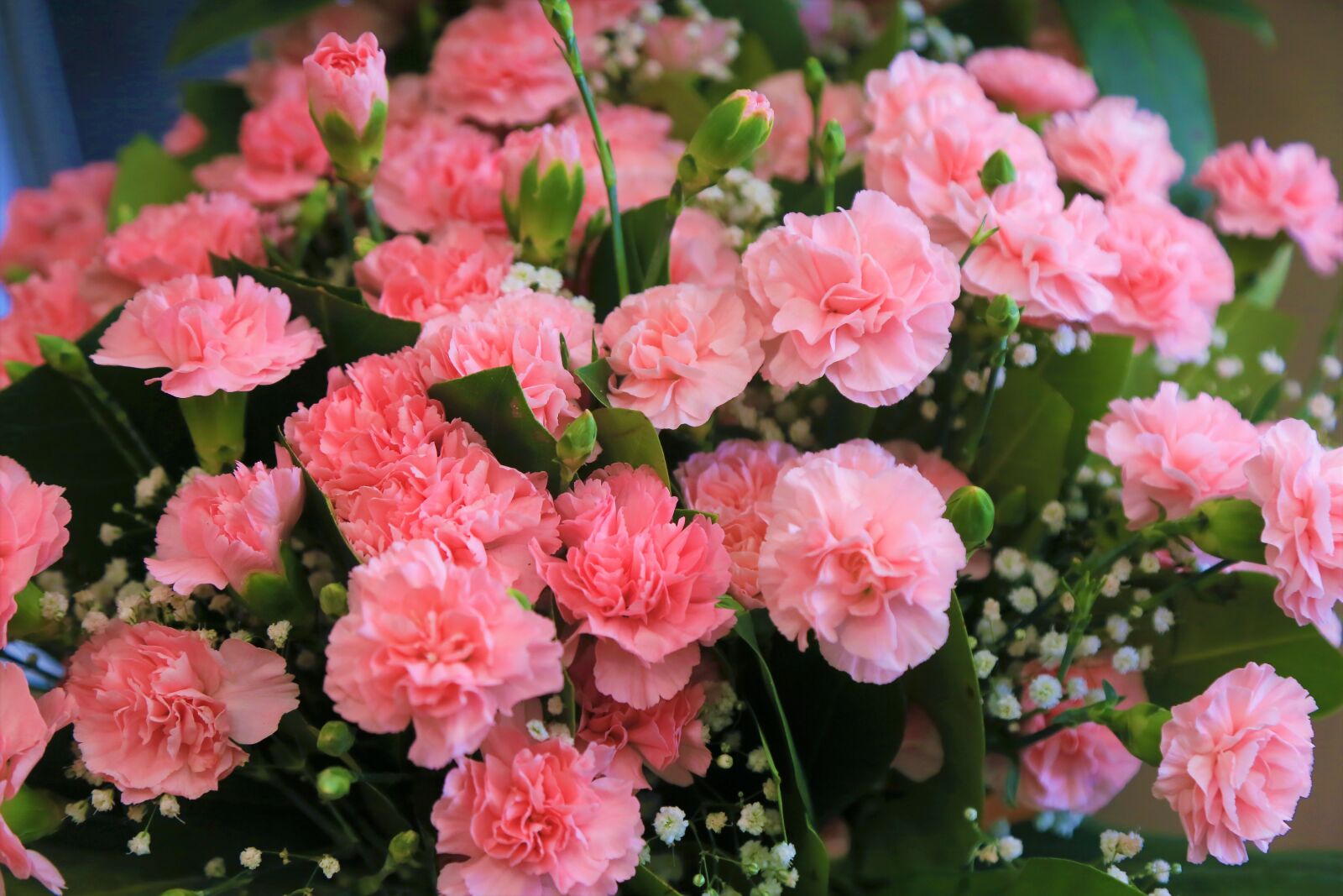 Canon EOS 5D Mark III sample photo. Rose, flower, clove photography