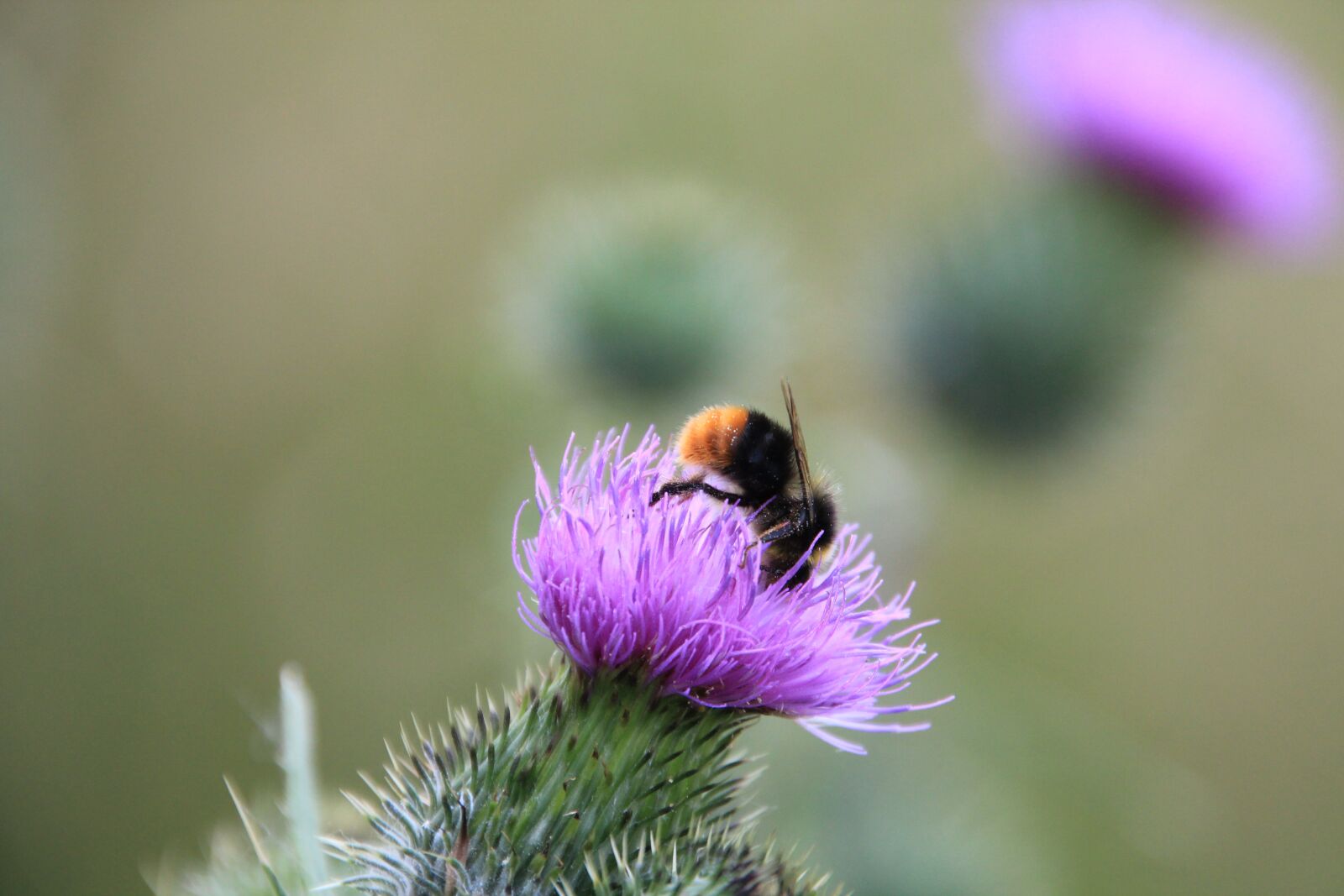 Canon EOS 600D (Rebel EOS T3i / EOS Kiss X5) sample photo. Nature, flower, thistle photography