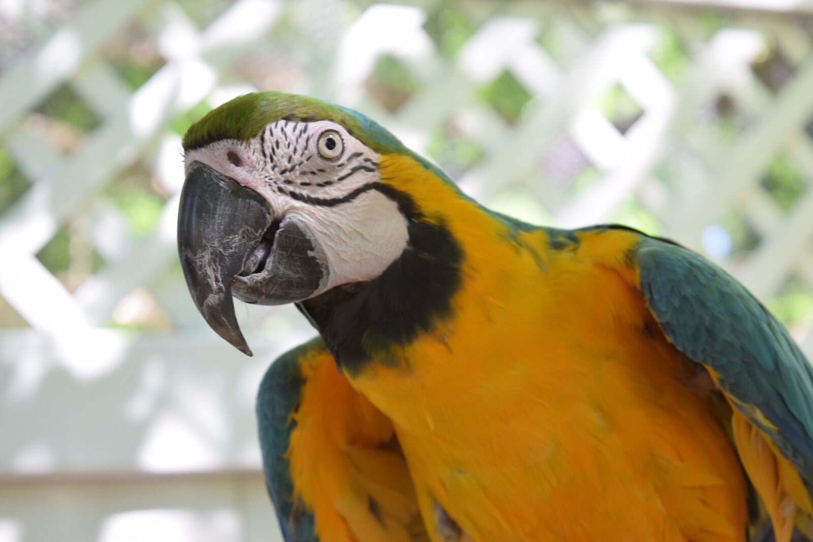 Nikon D3300 sample photo. Parrot, macaw, bird photography