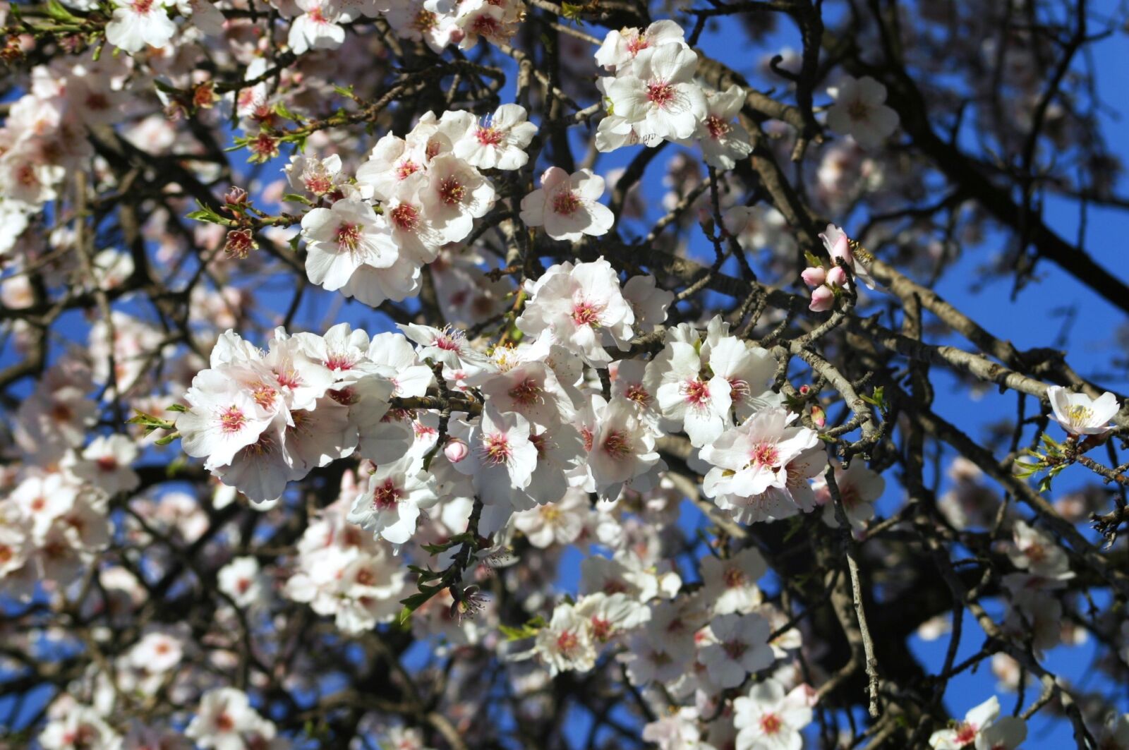 Canon EOS D60 sample photo. Almond tree, flowers white photography