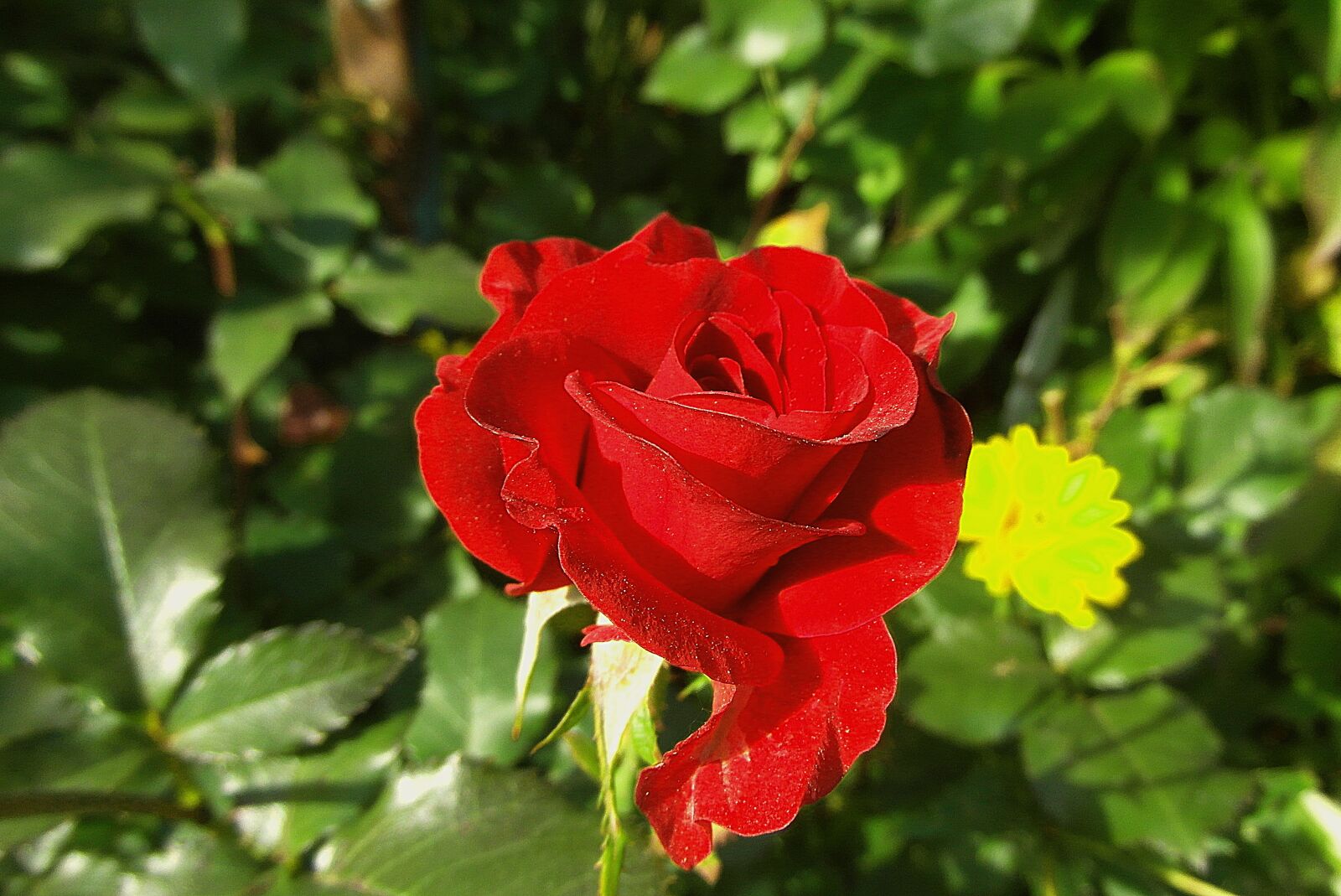 Samsung WB750 sample photo. Rose, flower, red photography