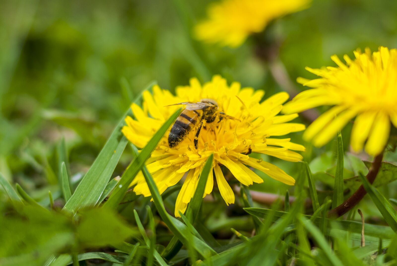 Nikon D60 sample photo. Bee, nature, flower photography
