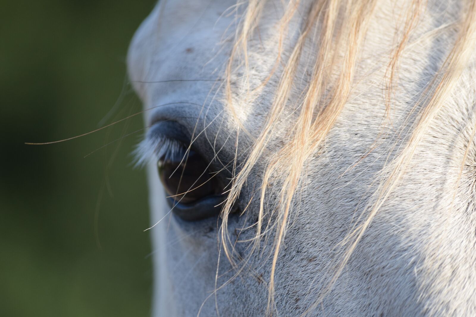 Nikon D5300 sample photo. Eye, horse, head photography
