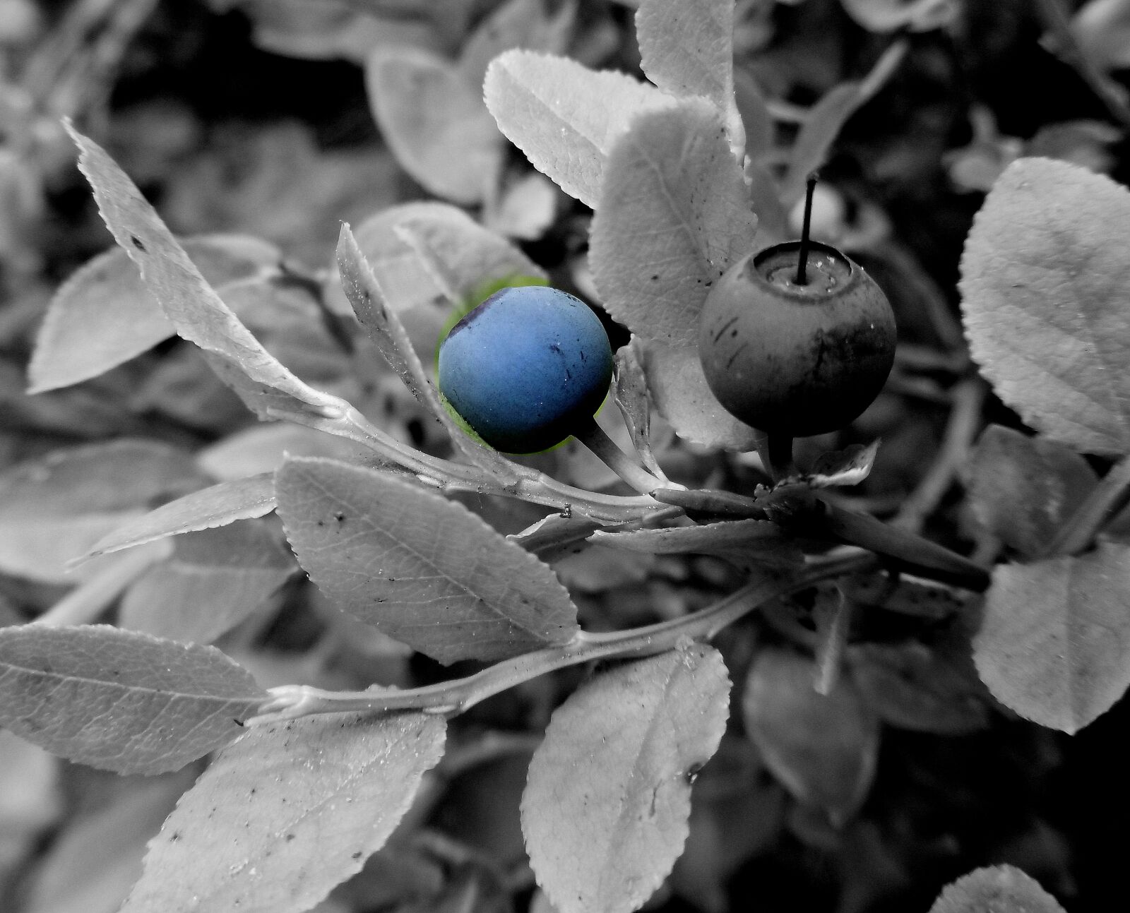 Panasonic DMC-SZ10 sample photo. Blueberry, boroviní, blue photography