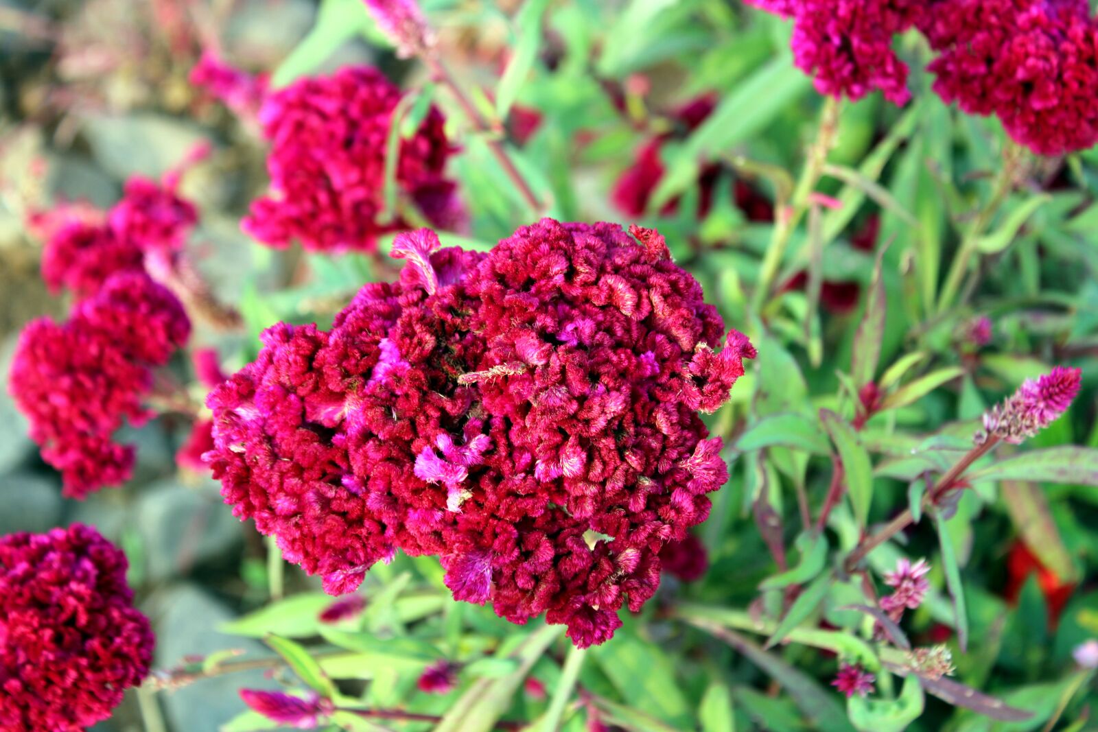 Canon EOS 2000D (EOS Rebel T7 / EOS Kiss X90 / EOS 1500D) sample photo. Pink celosia cristata flower photography
