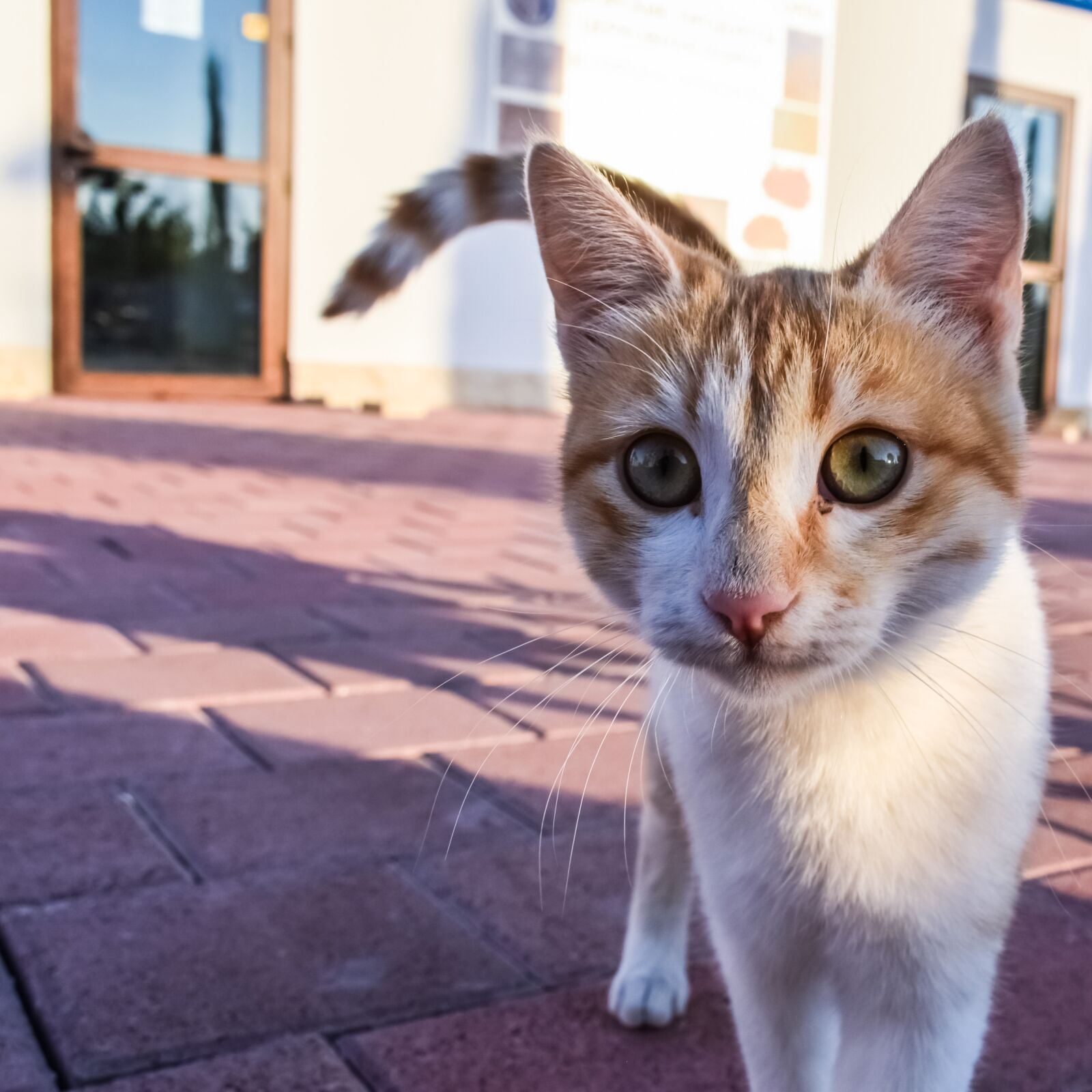 Nikon D3300 sample photo. Cat, stray, young photography