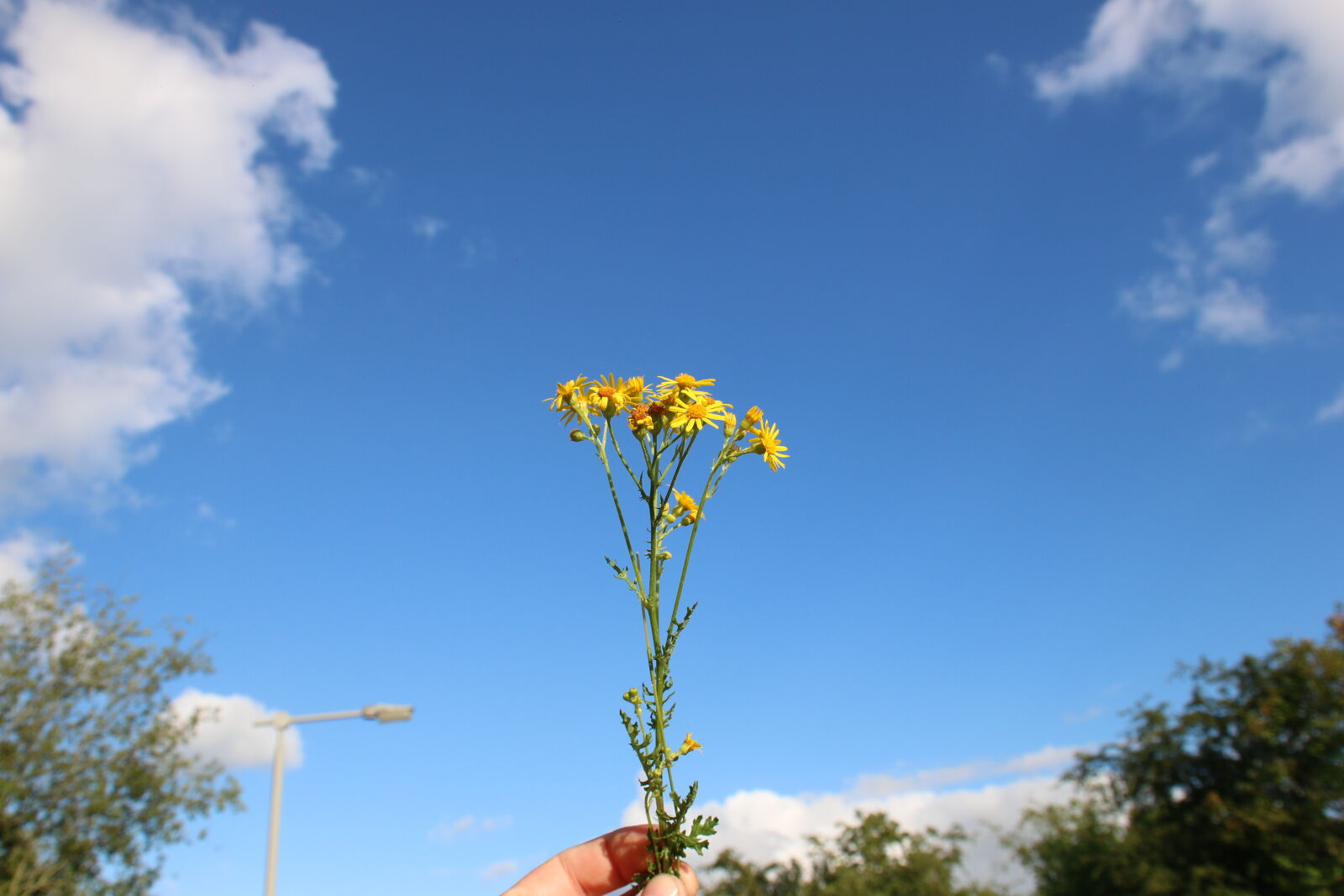 Canon EOS 70D + Sigma 18-50mm F2.8-4.5 DC OS HSM sample photo. Flowers, nature, plants, wild photography