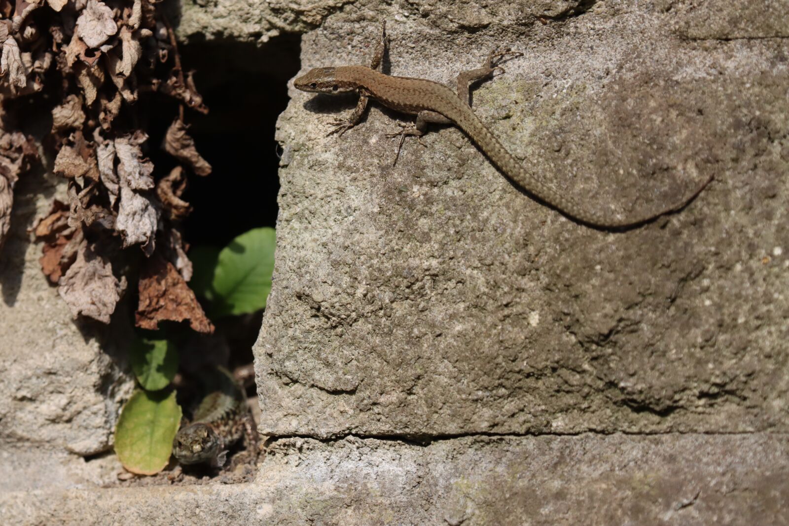 Canon EOS 90D sample photo. Lizards, camouflage, fast photography