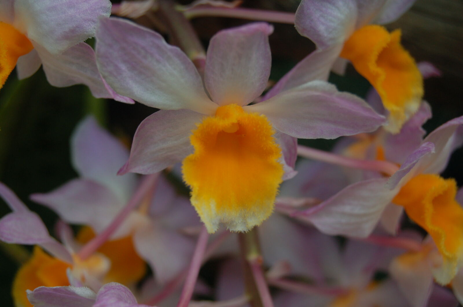 AF-S DX Zoom-Nikkor 18-55mm f/3.5-5.6G ED sample photo. Flowers, golden, yellow, orchid photography