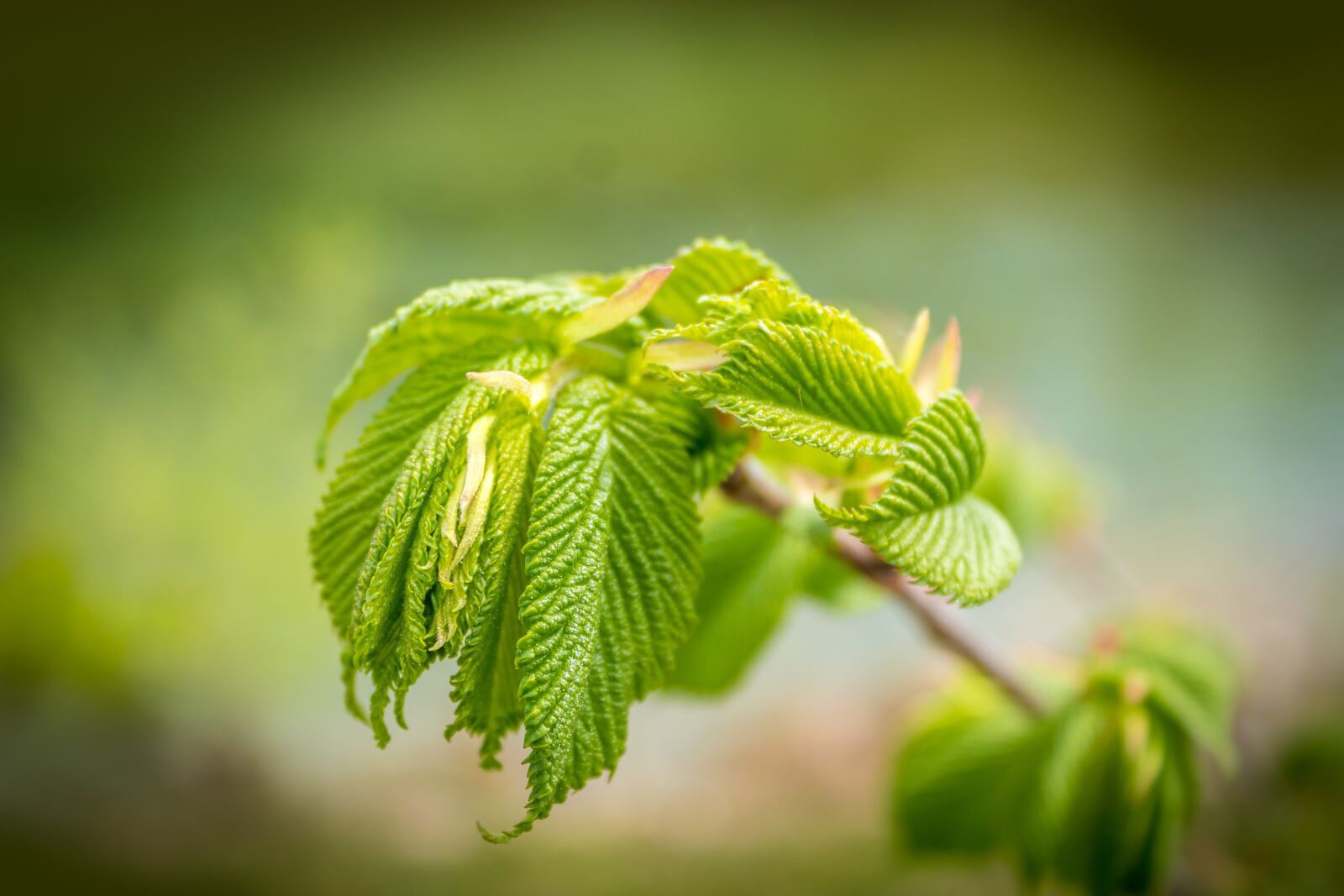 Canon EOS 1300D (EOS Rebel T6 / EOS Kiss X80) sample photo. Leaf, foliation, spring photography
