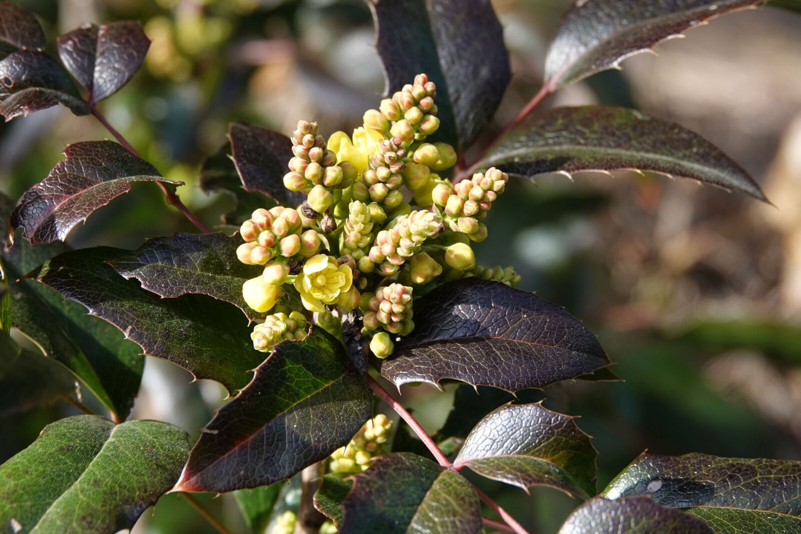 Sony Cyber-shot DSC-RX10 IV sample photo. Mahogany, barberry, blossom photography