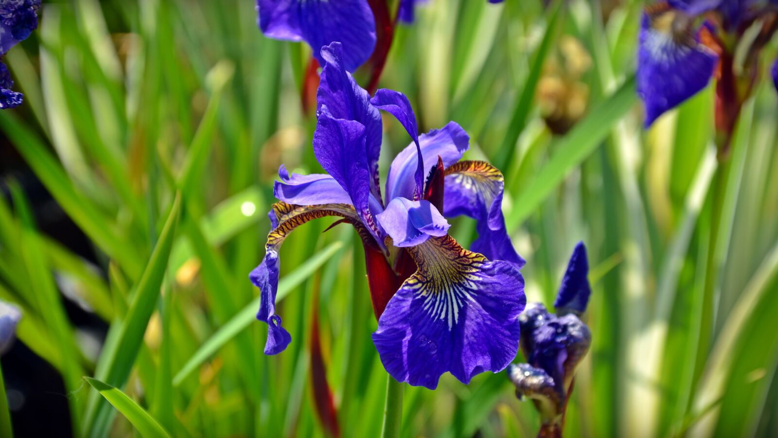 Nikon D5200 sample photo. Iris, blossom, bloom photography