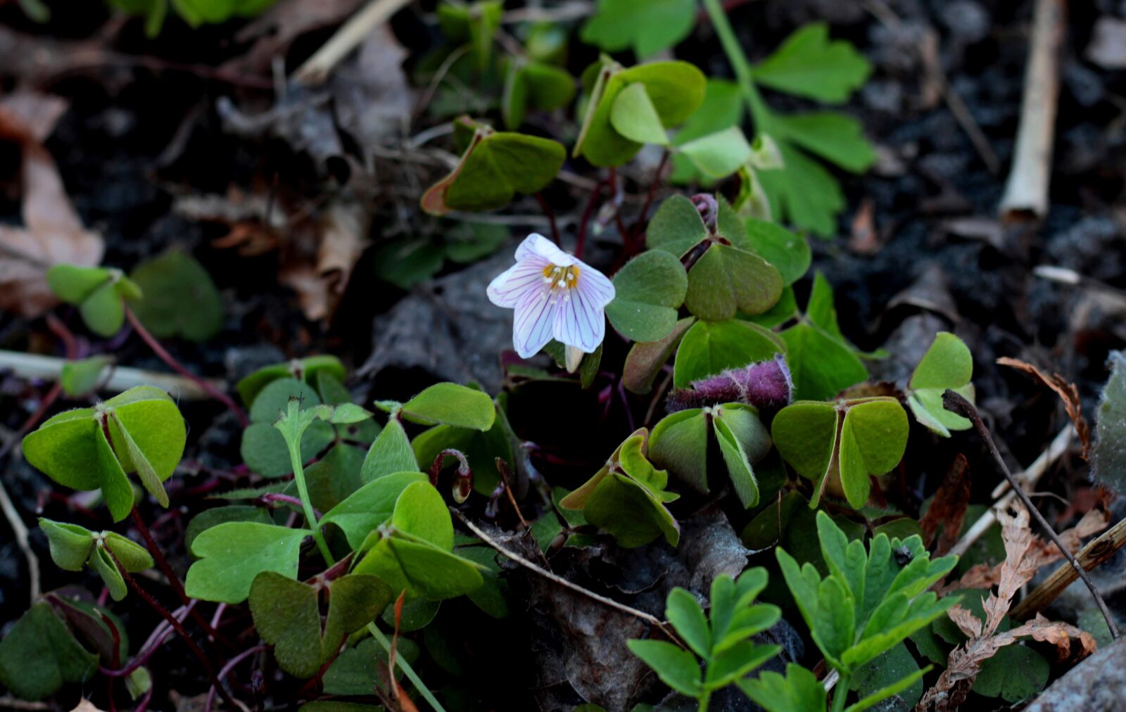 Canon EOS 7D Mark II sample photo. Oxalis acetosella, white sugar photography
